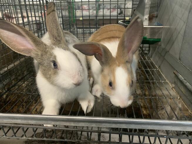 klatki do chowu królików