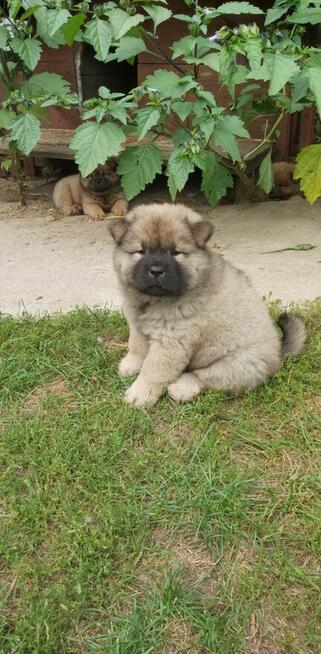 Szczeniaki rasy chow chow JUŻ DO ODBIORU