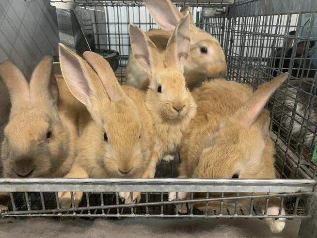 klatki do chowu królików