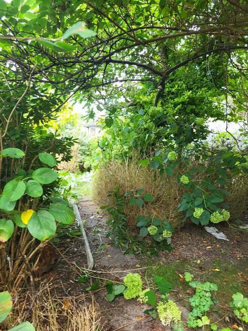 Działka ogrodnicza ROD, ogród, Gdynia