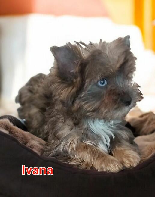 Yorkshire terrier dziewczynka Ivana black&merle