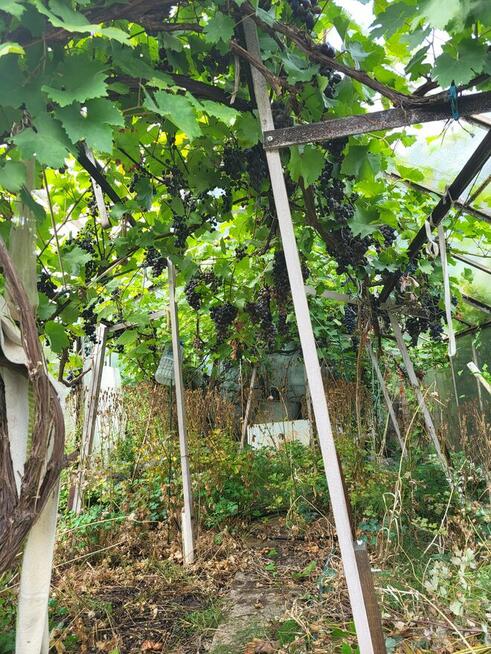 Działka ogrodnicza ROD, ogród, Gdynia