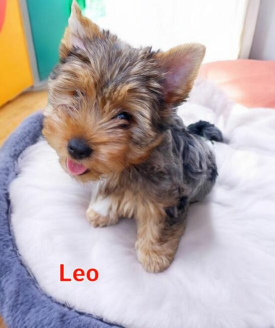 Yorkshire terrier chłopczyk Leoś blue merle