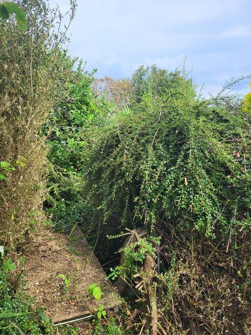 Działka ogrodnicza ROD, ogród, Gdynia