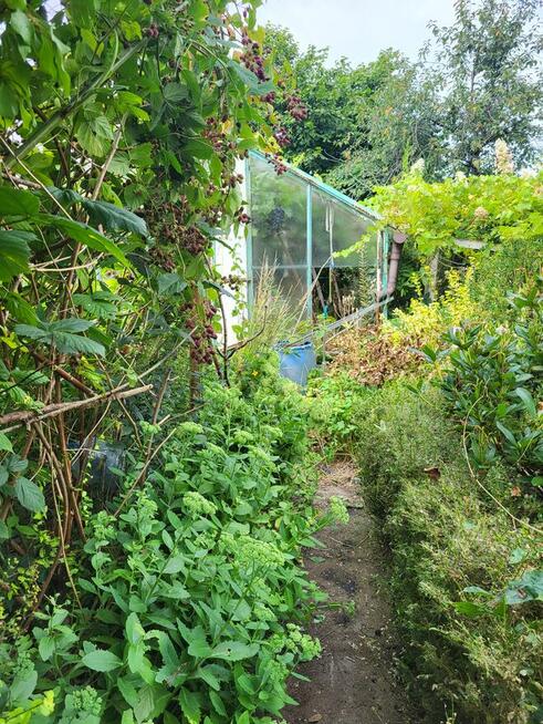 Działka ogrodnicza ROD, ogród, Gdynia