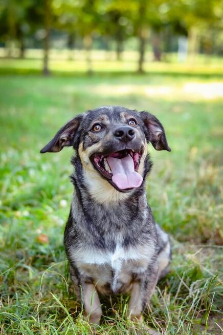 Daster-młodziutki niewielki piesek do adopcji
