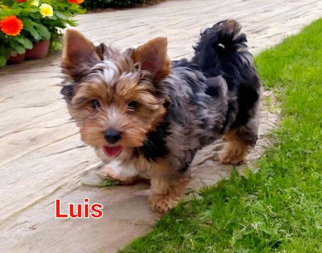 Yorkshire terrier chłopczyk Luis blue merle