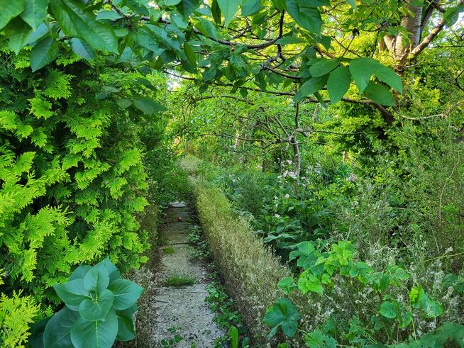 Działka ogrodnicza ROD, ogród, Gdynia