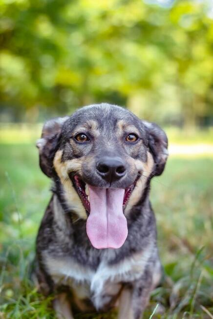 Daster-młodziutki niewielki piesek do adopcji