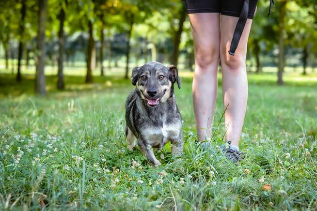 Daster-młodziutki niewielki piesek do adopcji
