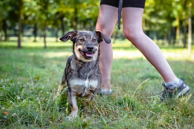 Daster-młodziutki niewielki piesek do adopcji