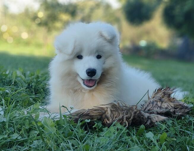 Sprzedam szczenię Samoyed