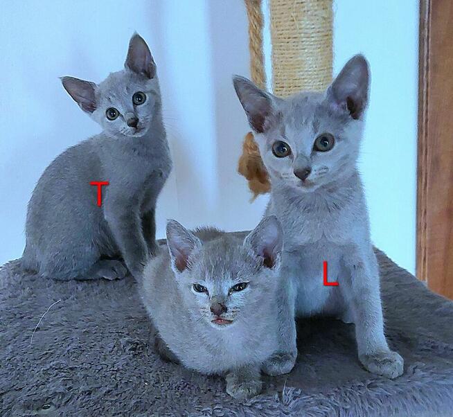 Kocięta rosyjskie niebieskie z rodowodem=Katowice