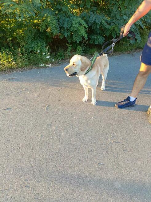 Piękny reproduktor labrador zaprasza