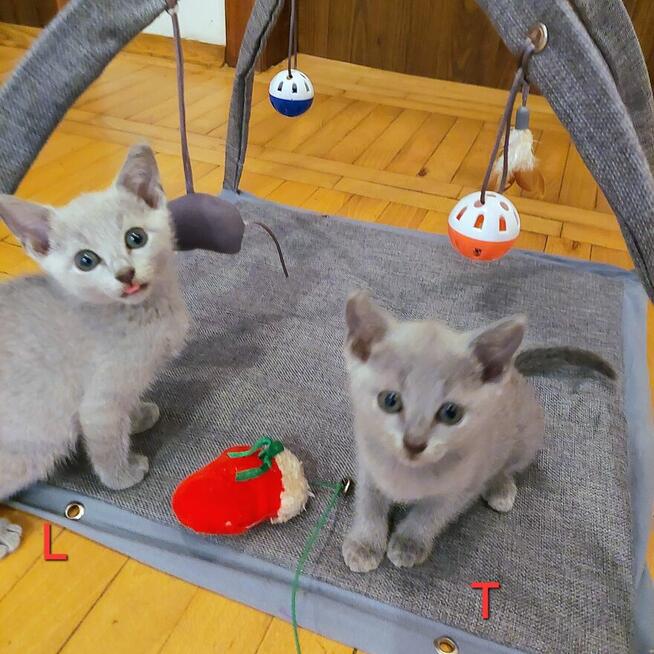 Kocięta rosyjskie niebieskie z rodowodem=Katowice