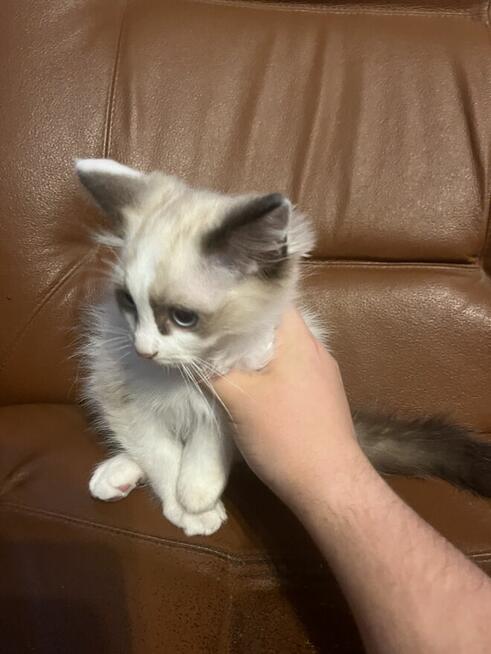 OKAZJA-cudowny kotek o umaszczeniu seal bicolour rasy RAGDOL