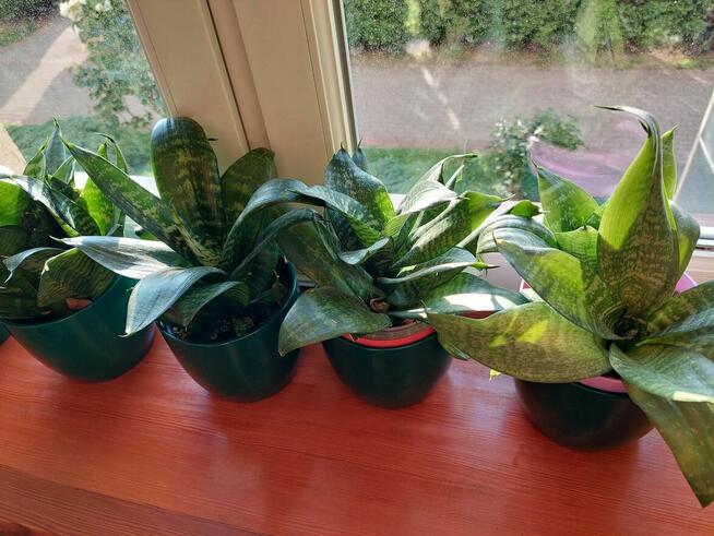 rośliny lecznicze aloesy, żyworódka, niskie sansawerie