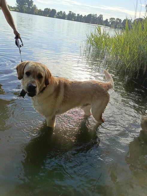 Piękny reproduktor labrador zaprasza