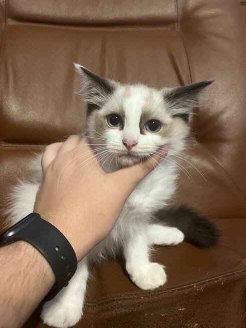 OKAZJA-cudowny kotek o umaszczeniu seal bicolour rasy RAGDOL