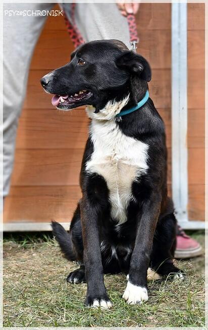 Bartek - czy dom to ciągłe przytulanie, zabawy i spacery?