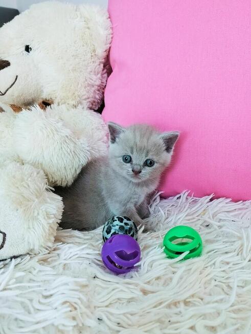 Zjawiskowe kocięta Brytyjskie