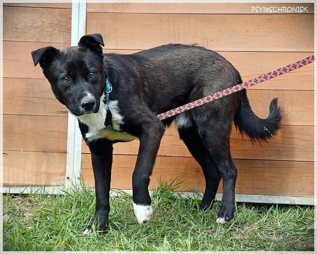 Bartek - czy dom to ciągłe przytulanie, zabawy i spacery?