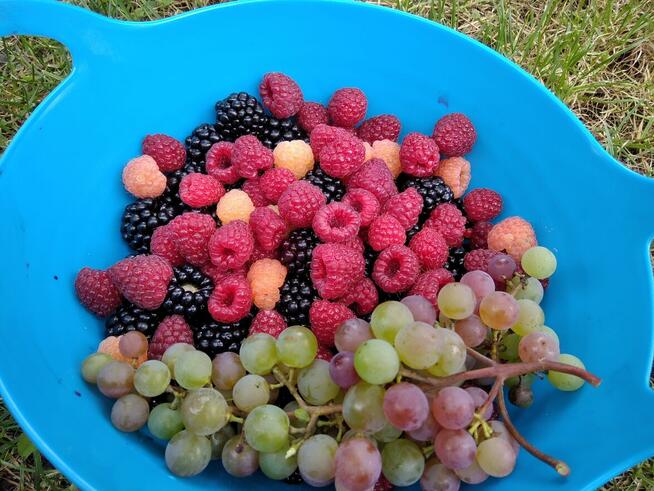 Zaciszna działka rekreacyjana ROD Opole