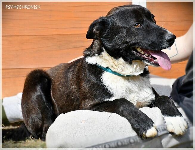 Bartek - czy dom to ciągłe przytulanie, zabawy i spacery?