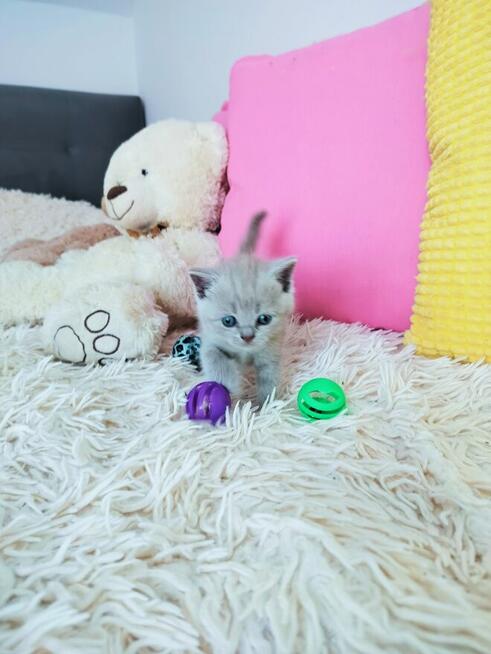 Zjawiskowe kocięta Brytyjskie