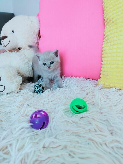 Zjawiskowe kocięta Brytyjskie