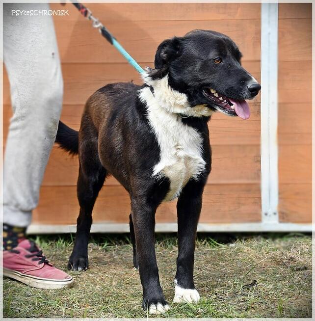 Bartek - czy dom to ciągłe przytulanie, zabawy i spacery?