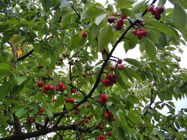 Zaciszna działka rekreacyjana ROD Opole