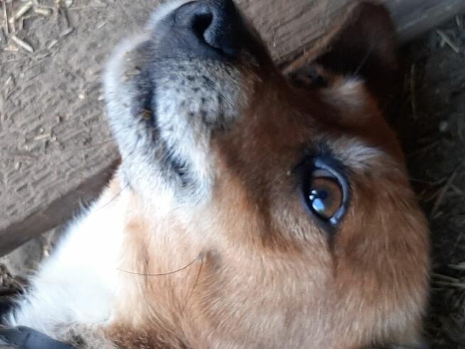 TANIO_Zaopiekuję się Twoim psem/kotem_Nowy Sącz.