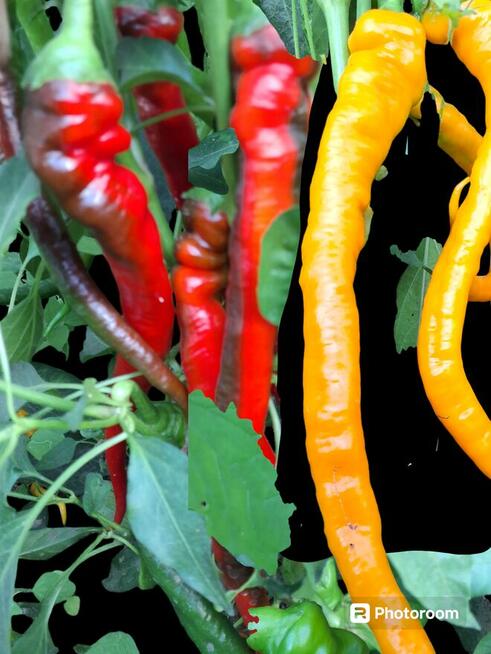 POMIDORY MALINOWE OGÓRKI GRUNTOWE ekoNaturalne Tania Wysylka