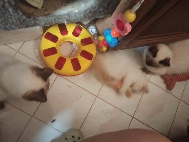 Piękne kocięta Ragdoll Rumia