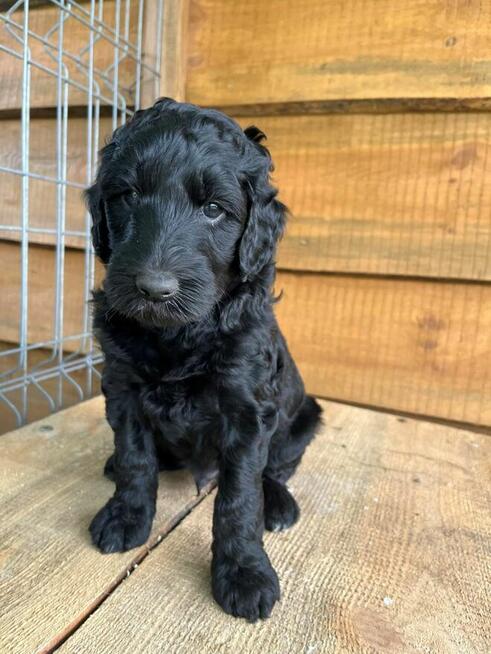 AussieDoodle