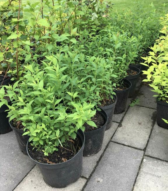 Sprzedam sadzonki tawuł jap. Anthony Waterer w doniczkach