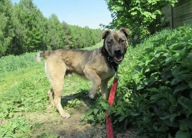 Łagodny, przyjazny SZCZEPANEK szuka domu !!