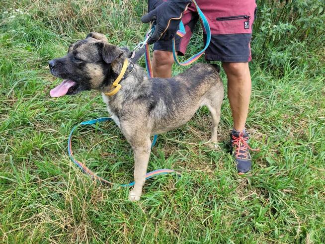 Łagodny, przyjazny SZCZEPANEK szuka domu !!