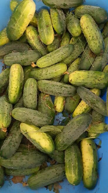 POMIDORY MALINOWE OGÓRKI GRUNTOWE ekoNaturalne Tania Wysylka