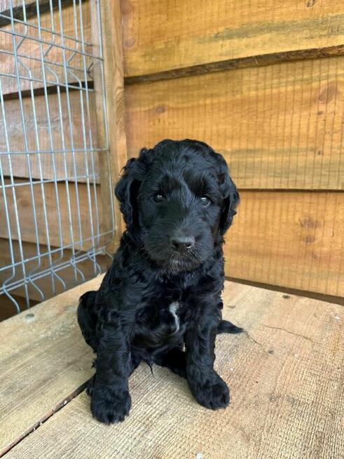 Szczeniak Aussiedoodle