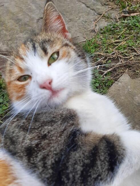 TANIO_Zaopiekuję się Twoim psem/kotem_Nowy Sącz.