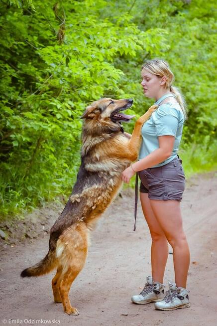 Burbon-pies w typie owczarka niemieckiego do adopcji