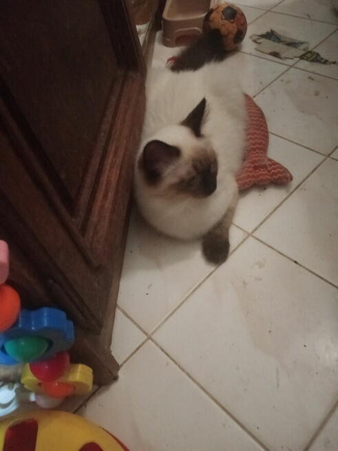 Piękne kocięta Ragdoll Rumia