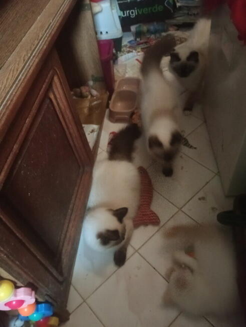 Piękne kocięta Ragdoll Rumia