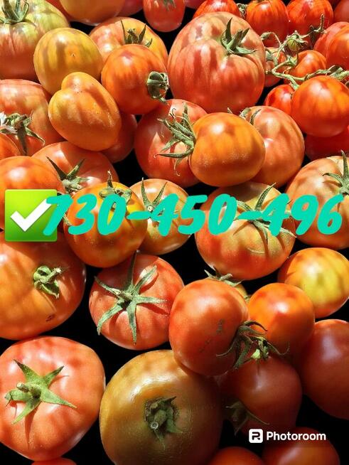 POMIDORY MALINOWE OGÓRKI GRUNTOWE ekoNaturalne Tania Wysylka