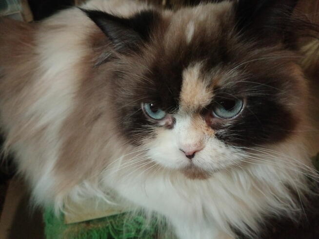 Piękne kocięta Ragdoll Rumia