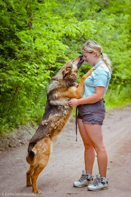 Burbon-pies w typie owczarka niemieckiego do adopcji