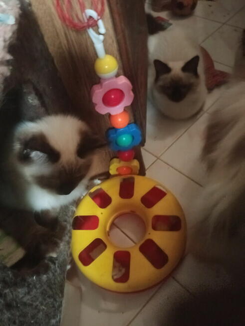 Piękne kocięta Ragdoll Rumia