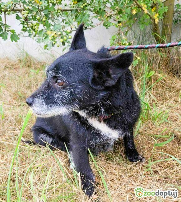 FERDUŚ - przerażony schroniskiem, 7 kg psiak szuka domu